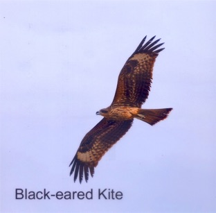 Black-eared Kite